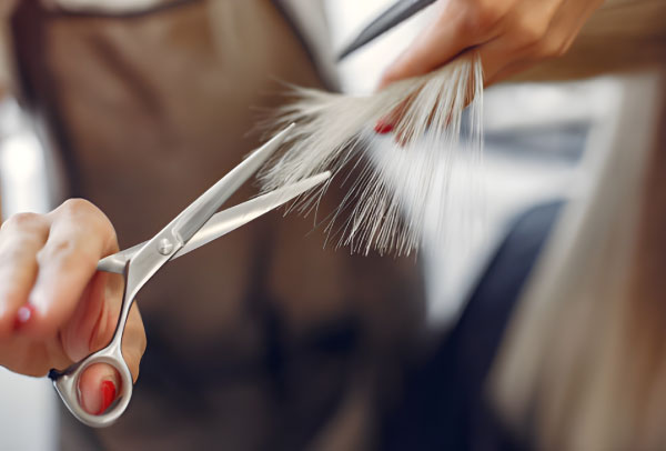 خرید از فروشگاه اینترنتی پروویست